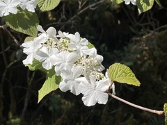 Viburnum furcatum