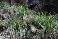 Carex lancea