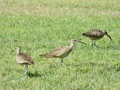 Numenius phaeopus hudsonicus