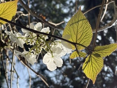 Viburnum furcatum