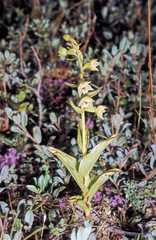 Epipactis dunensis