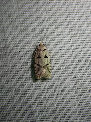 Scatochresis episema