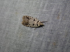Scatochresis episema
