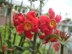 Rovaeanthus strigosus