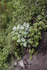 Senecio verbascifolius