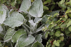 Senecio verbascifolius