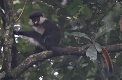 Cercopithecus ascanius schmidti
