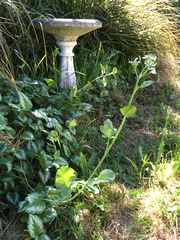 Raphanus raphanistrum raphanistrum