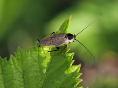 Ectobius erythronotus