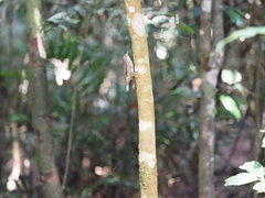 Cormobates leucophaea minor