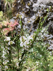Carmichaelia odorata