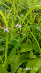 Cleome simplicifolia
