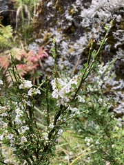 Carmichaelia odorata