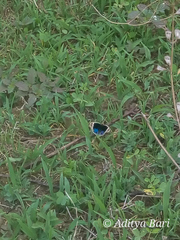 Junonia orithya swinhoei