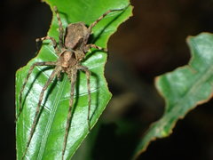 Ornodolomedes