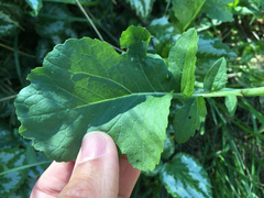 Raphanus raphanistrum raphanistrum