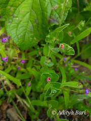 Indigofera cordifolia