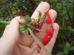 Rovaeanthus strigosus