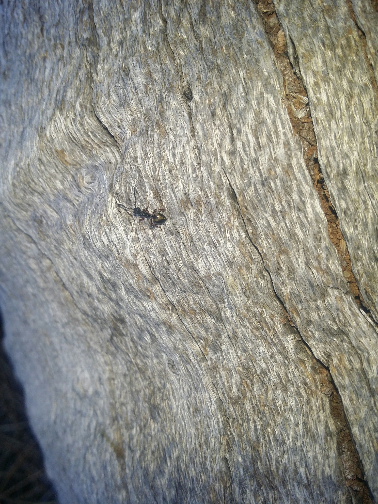 Dolichoderus ypsilon
