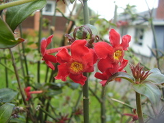 Rovaeanthus strigosus