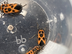 Tropidothorax sinensis