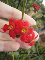 Rovaeanthus strigosus