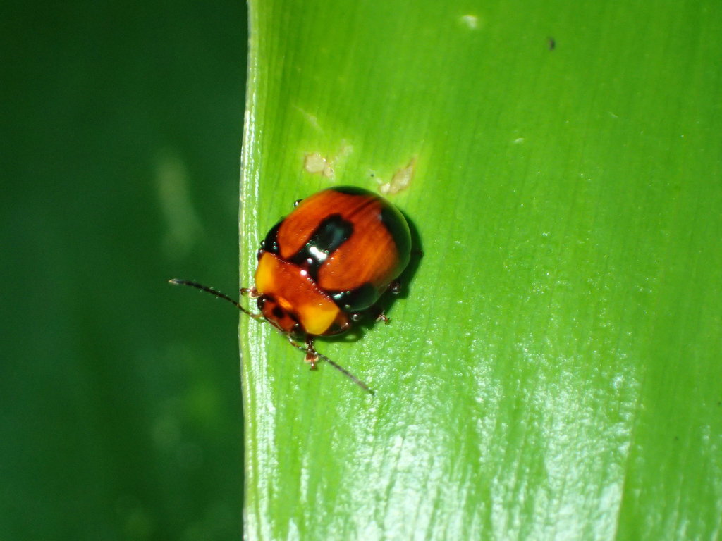 Callidemum discorufum