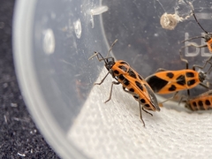 Tropidothorax sinensis