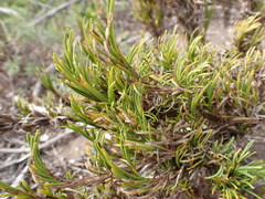 Ficinia ramosissima