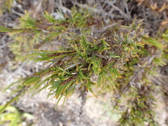 Ficinia ramosissima
