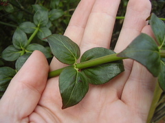 Rovaeanthus strigosus