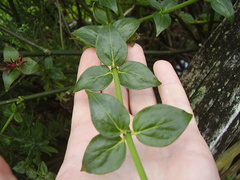 Rovaeanthus strigosus