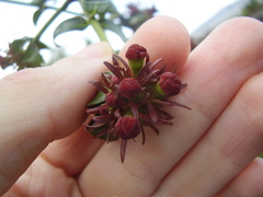 Rovaeanthus strigosus