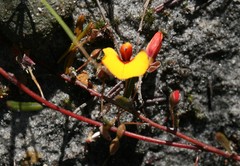 Euchilopsis linearis