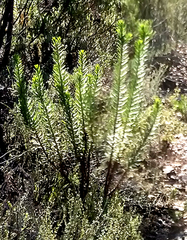 Euryops lateriflorus