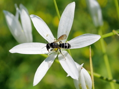 Chelostoma florisomne