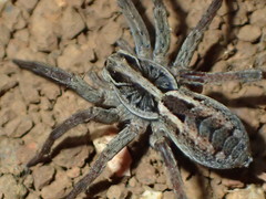 Tasmanicosa kochorum