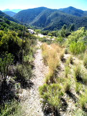Euryops lateriflorus