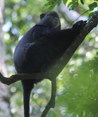 Cercopithecus mitis stuhlmanni