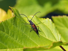 Stenurella jaegeri