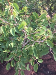 Pseudolachnostylis maprouneifolia