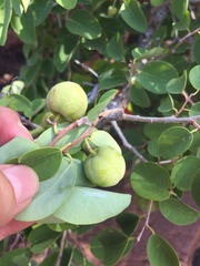 Pseudolachnostylis maprouneifolia