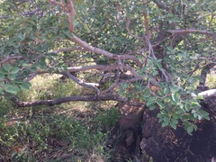 Pseudolachnostylis maprouneifolia