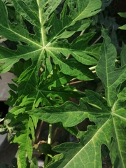 Carica papaya