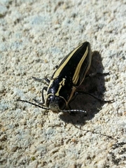 Cyrioides vittigera