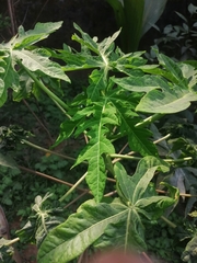 Carica papaya