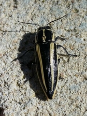 Cyrioides vittigera