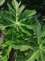 Carica papaya