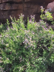 Chorisochora transvaalensis
