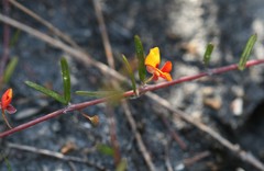 Euchilopsis linearis